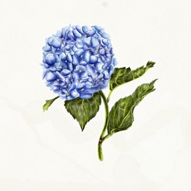 Hydrangea