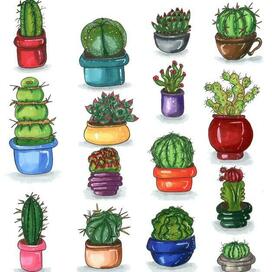 Succulents collection