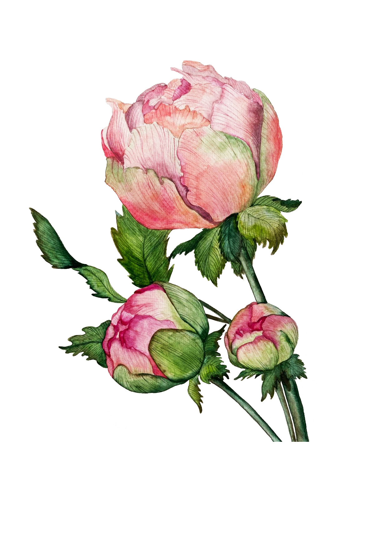 Иллюстрация Три пиона в стиле этюд | Illustrators.ru