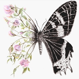 Бабочка и розы 