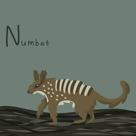 Нумбат
