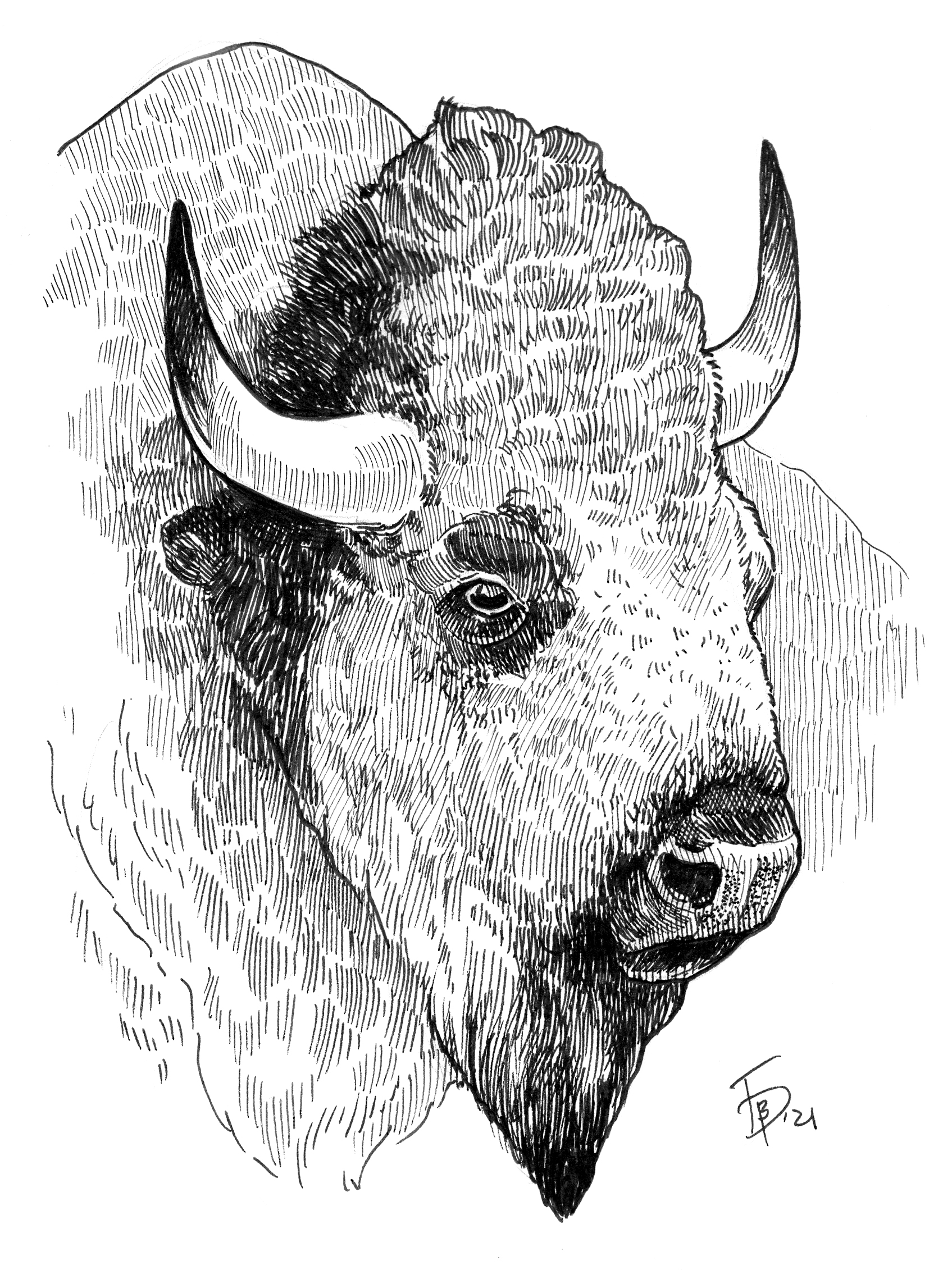 Иллюстрация Скетч "Бизон" | Illustrators.ru