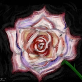 На чёрном крыле