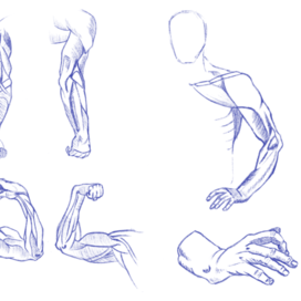 Анатомические скетчи