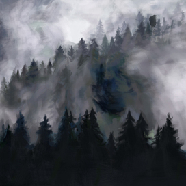 forest fog