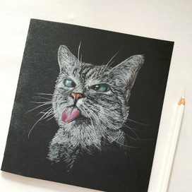 открытка с котиком 