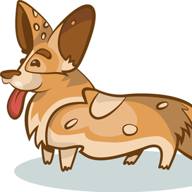 corgi