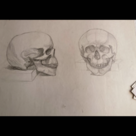 черепа в профиль и анфас