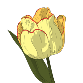 Тюльпан. Векторная иллюстрация