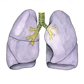 Легкие / Lungs