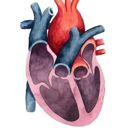 Сердце / heart
