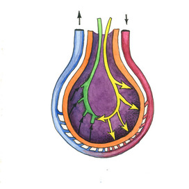 Альвеолы / alveoli