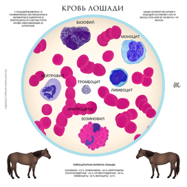 кровь лошади, научная иллюстрация