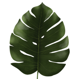 Monstera's leaf