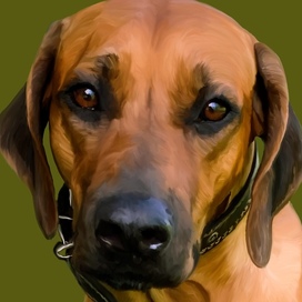 Рисунок собаки породы ретривер в программе Procreate