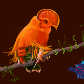 Птичка "Гвианский скальный петух"