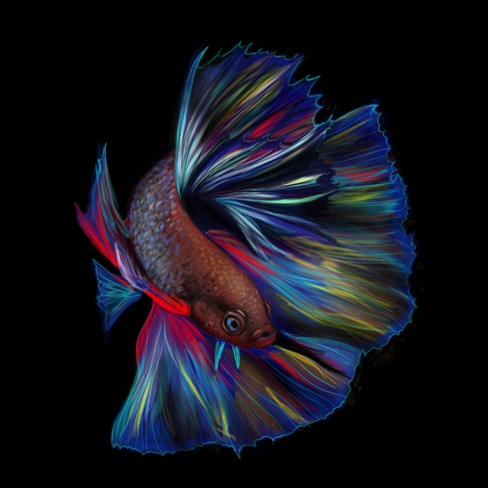 Иллюстрация Бойцовая рыбка в стиле живопись, реализм, скетчи