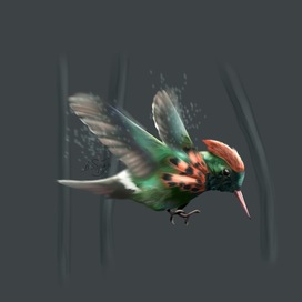 Хохлатый колибри (иллюстрации птиц)
