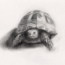 Портрет черепахи