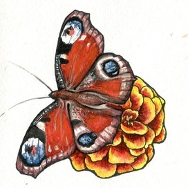 Иллюстрация Бабочка