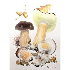 Boletus aereus