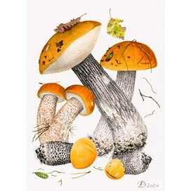 Leccinum aurantiacum