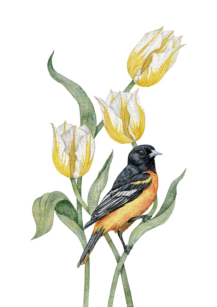 Балтиморская иволга и тюльпаны Фламинг Кокет