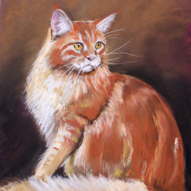 Рыжий кот