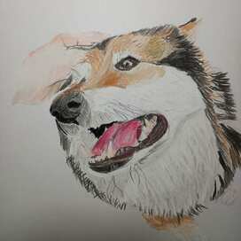 Пес пастелью