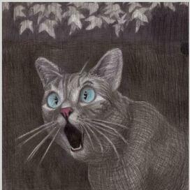 Кот удивлен