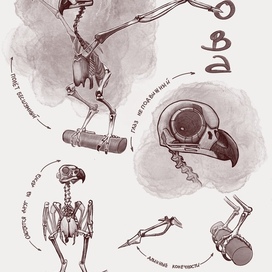 Скелет совы