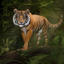 Тигр в джунглях