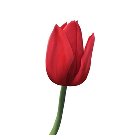 Red tulip