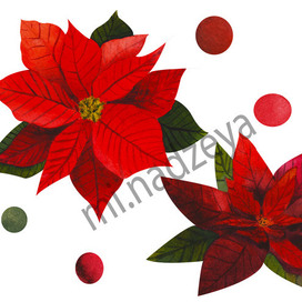 Пуансеттия на белом фоне