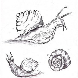 скетч улитки линером
