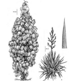 Ботаническая иллюстрация "Юкка"