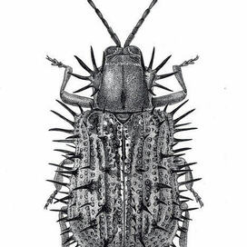Научная иллюстрация "Листоед-шипоноска Dicladispa testacea"