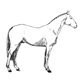 Лошадь контур