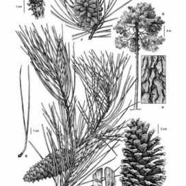 Ботаническая иллюстрация "Сосна приморская Pinus pinaster"