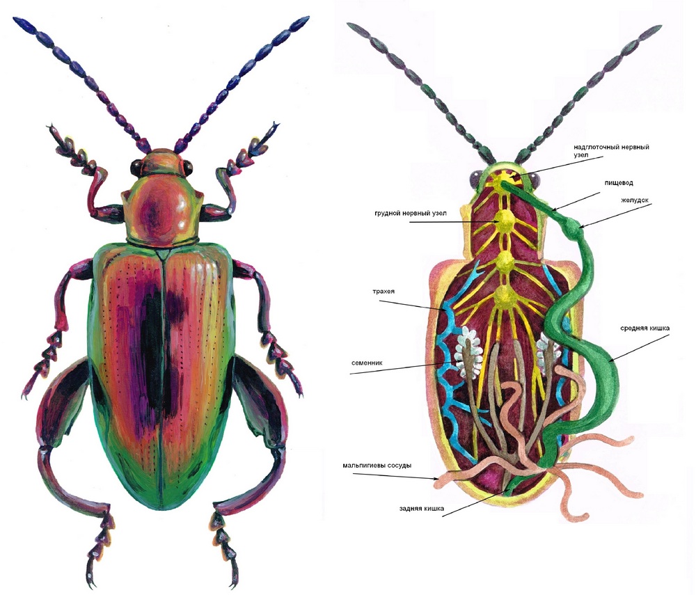 Внешнее строение жука