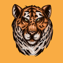тигр/tiger иллюстрация/illustration