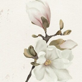 Магнолия 
