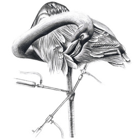 Arthroscopy bird