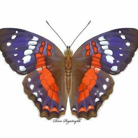 Бабочка Анарция аматея (Anartia amathea)