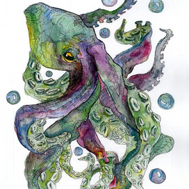 Octopus