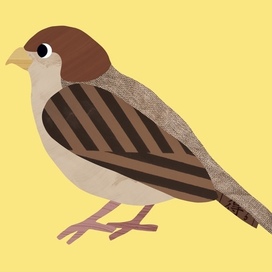 bird sparrow