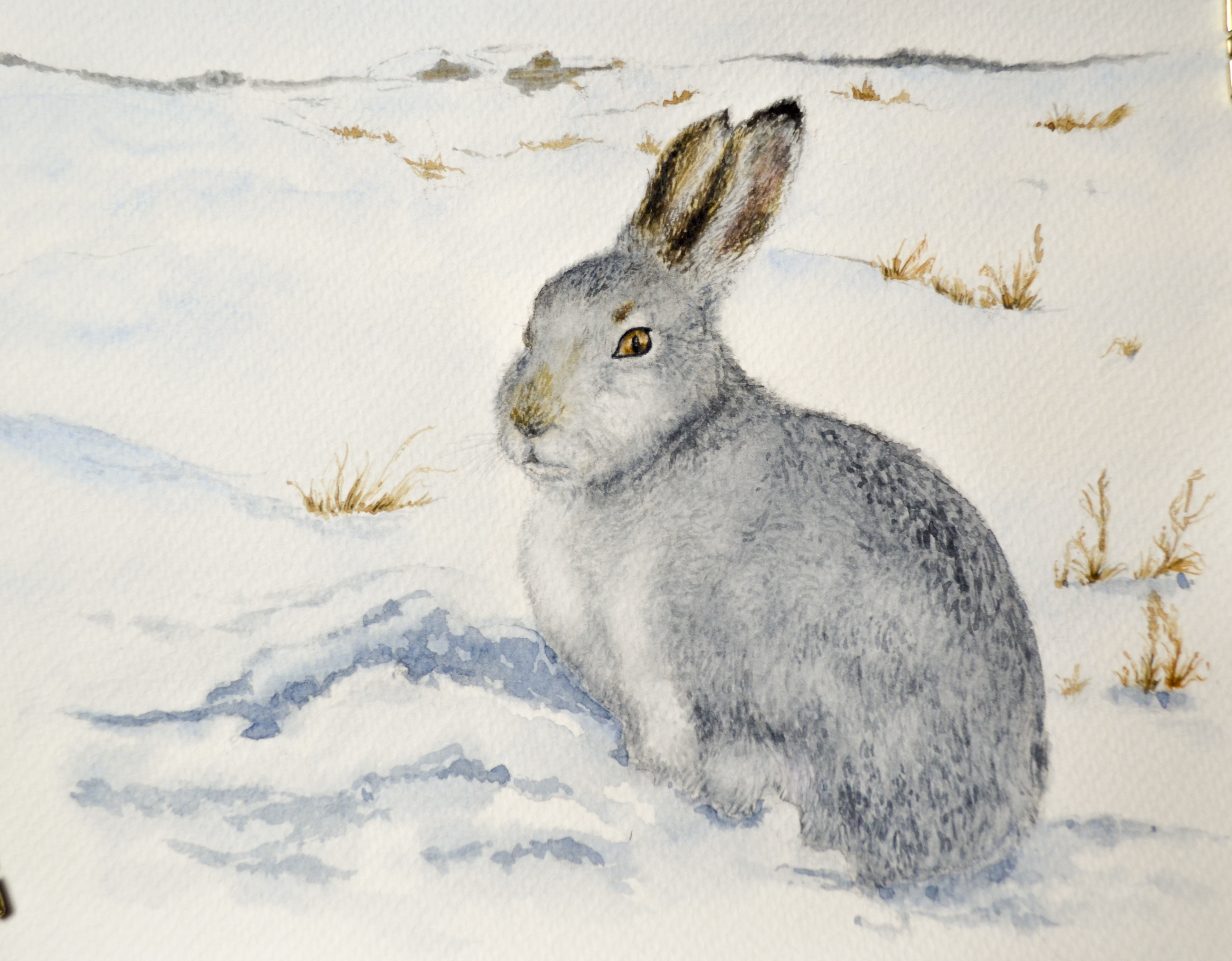 Картинка заяц зимой