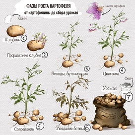Ботаническая иллюстрация. Фазы роста картофеля