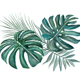 Экзотические растения 