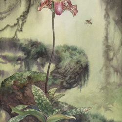 Orchidaceae Paphiopedilum  Magnetic North